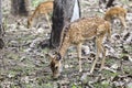 The Cheetal deer, India